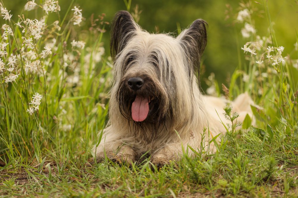 skye terrier happy sitting