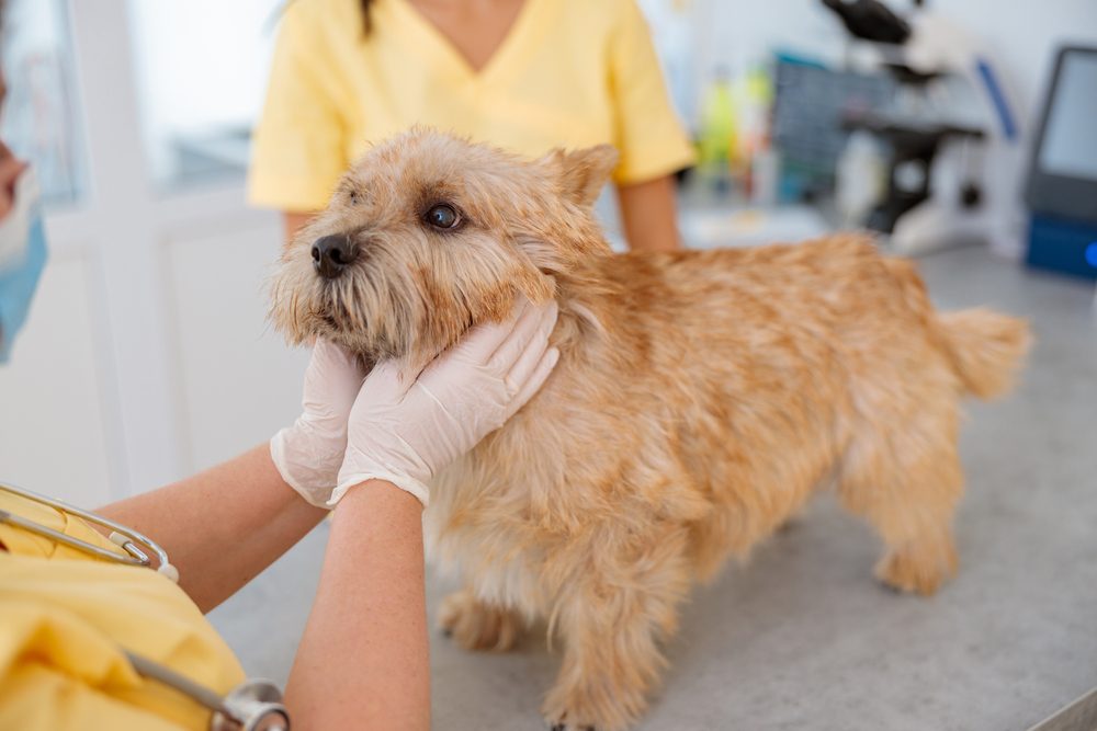 vet examining norwich terrier