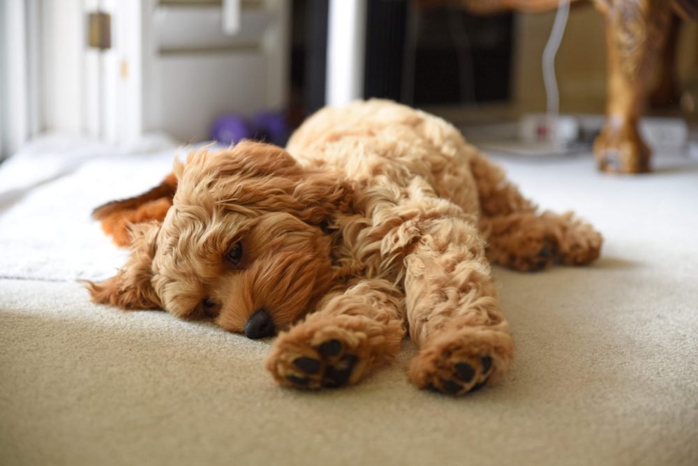 Cute Cockapoo Poodle