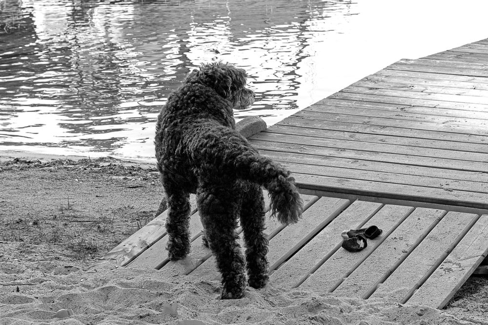 black dog standing near the dock