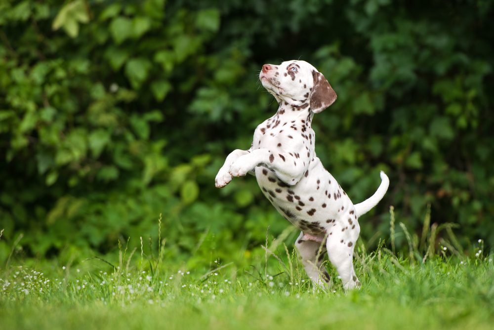 dalmatian puppy jumping in field