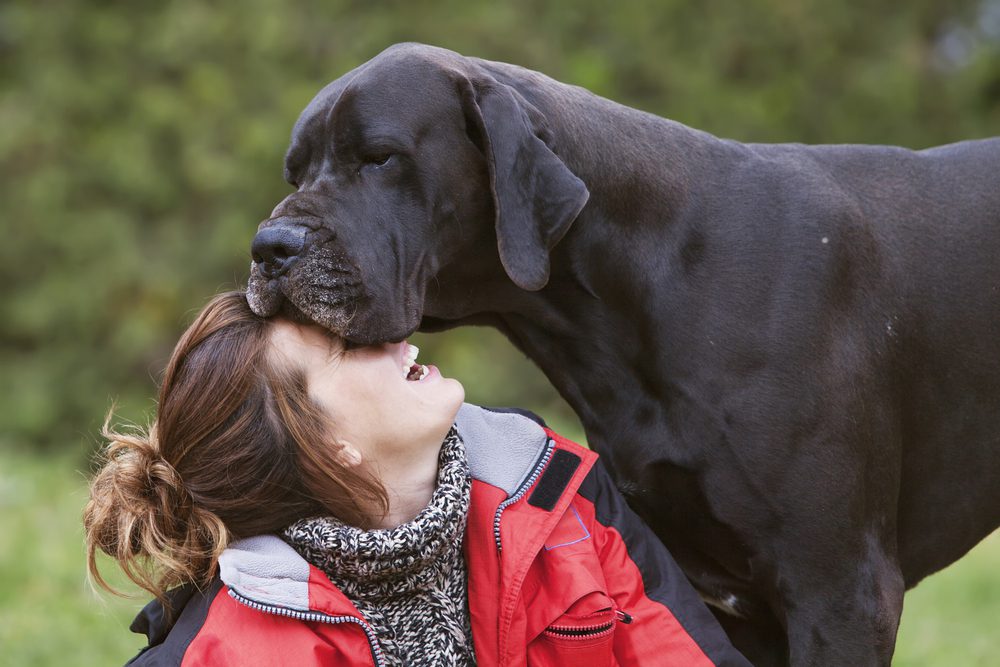 dog resting its face on owner