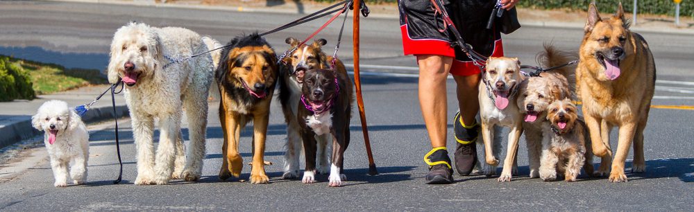 dog walker walking nine dogs