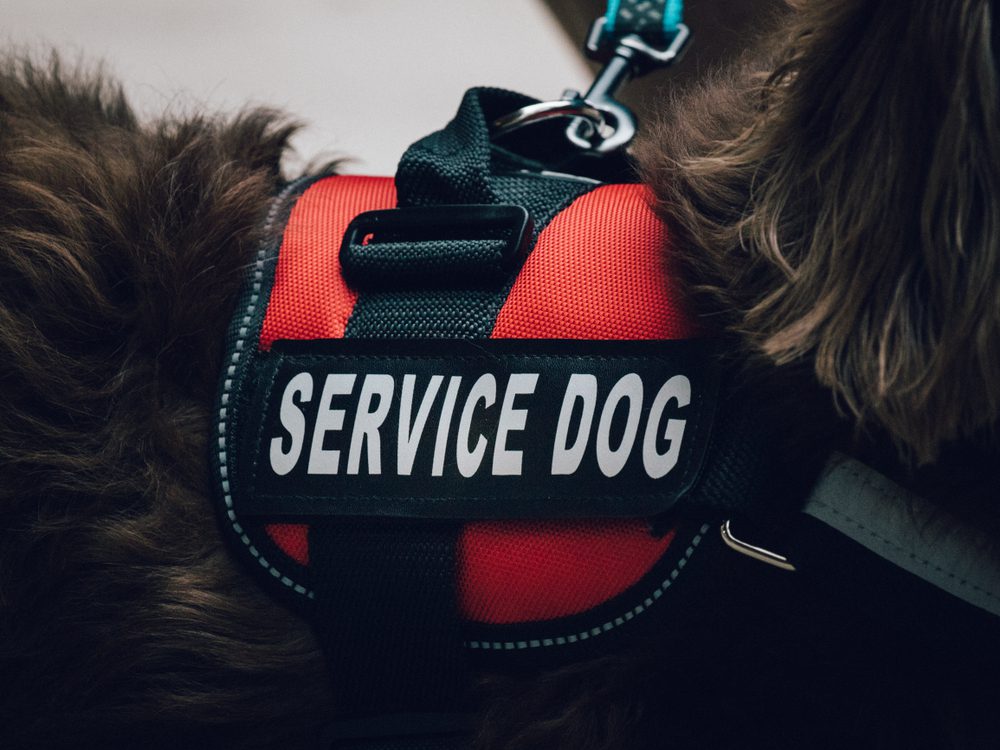 dog wearing service dog vest