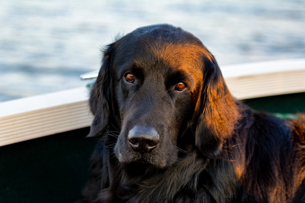 golden newfie on a boat