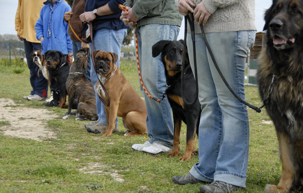 group of dogs in training session