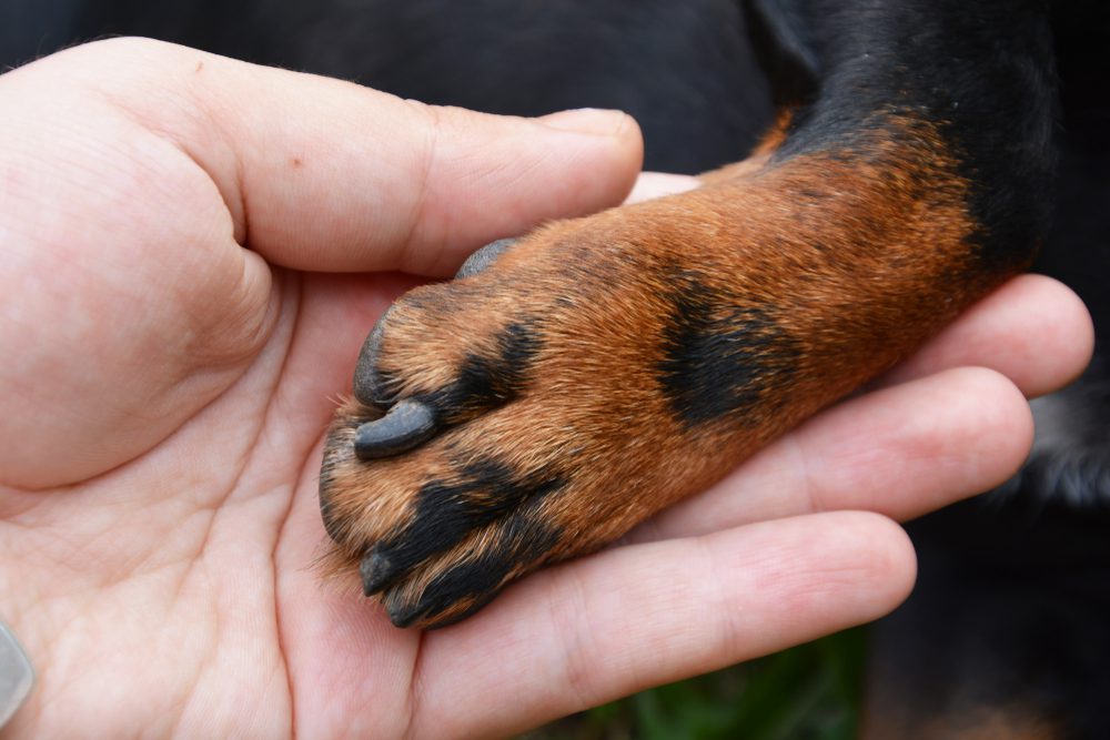 holding dog paw closeup
