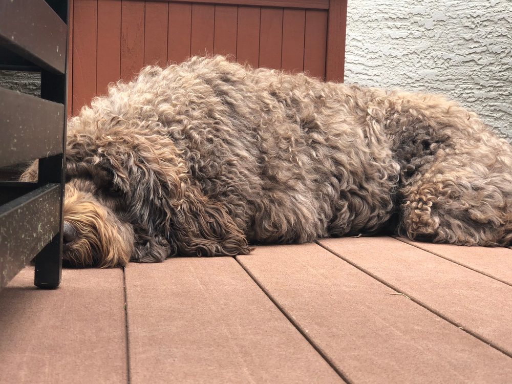 newfypoo lying on the floor
