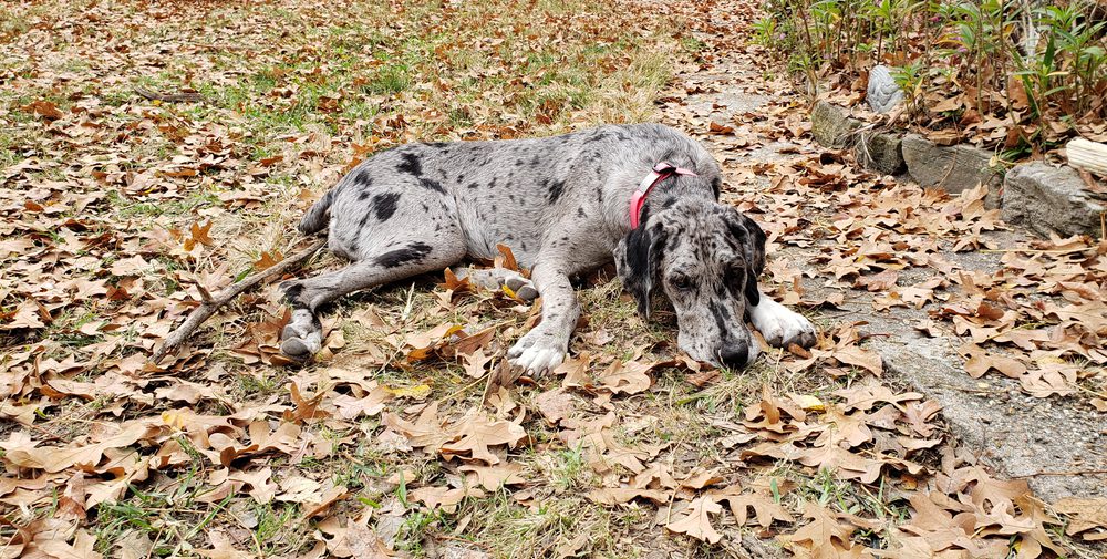 poodle mix lying on ground