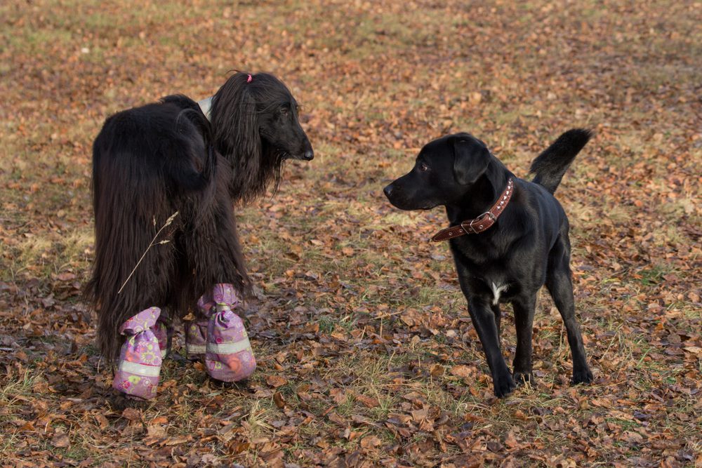 Labrador,Retriever,And,Afghan,Hound,Are,Playing,In,The,Autumn