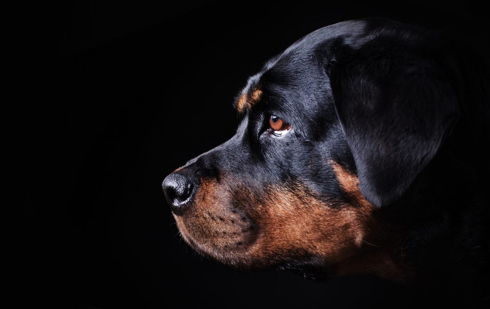 side portrait of rottweiler dog