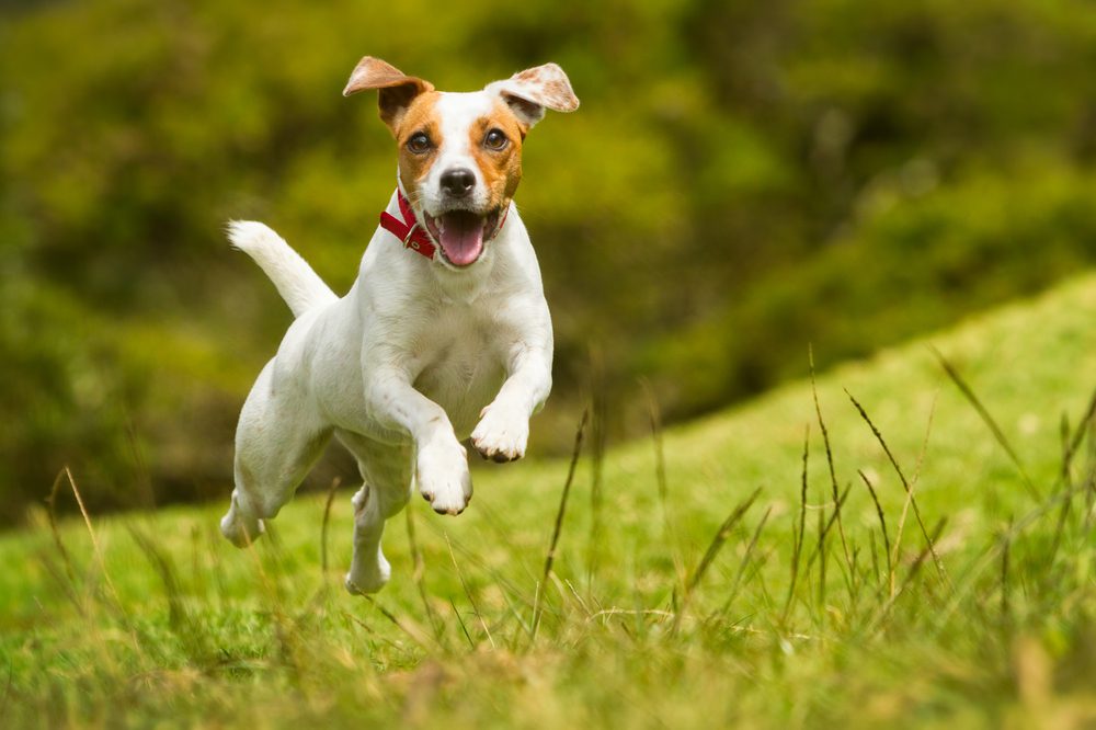 terrier running