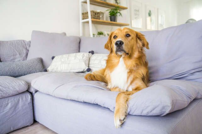 Large breeds for fashion apartments