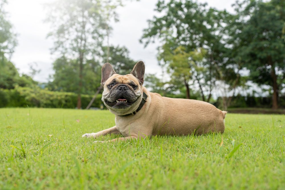 french bulldog chilling on grass