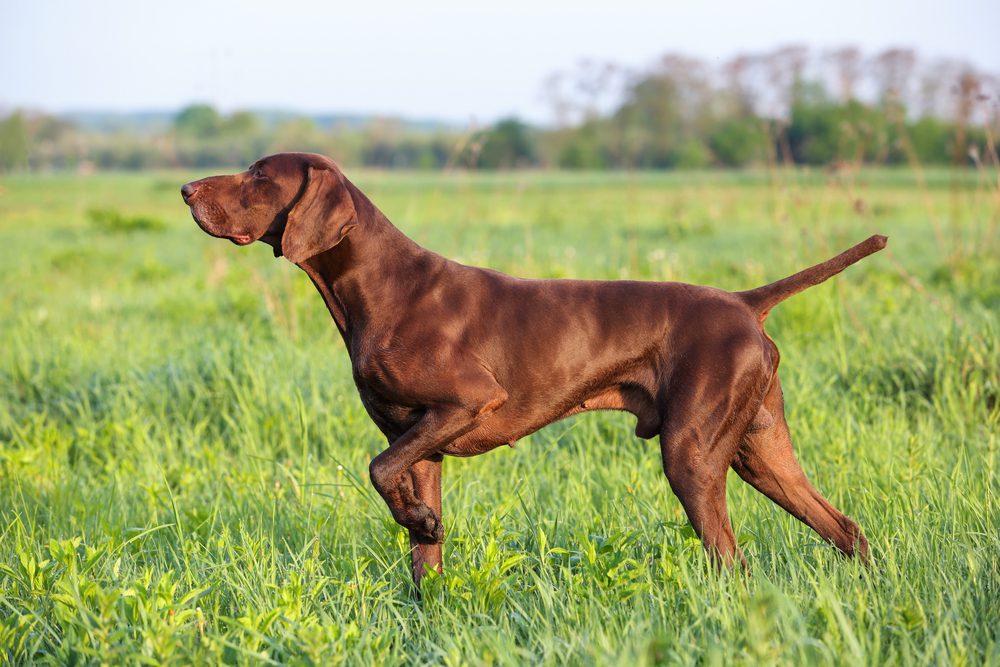 german pointer pointing in a field