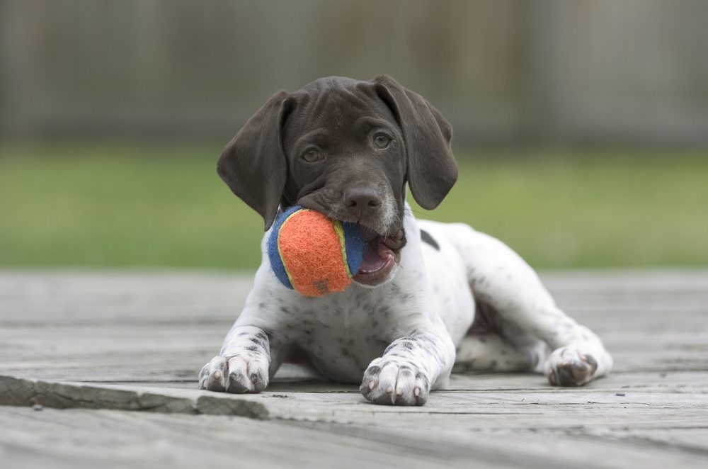 pointer puppy with ball in mouth