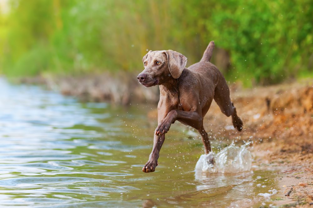 a weimaraner running through water