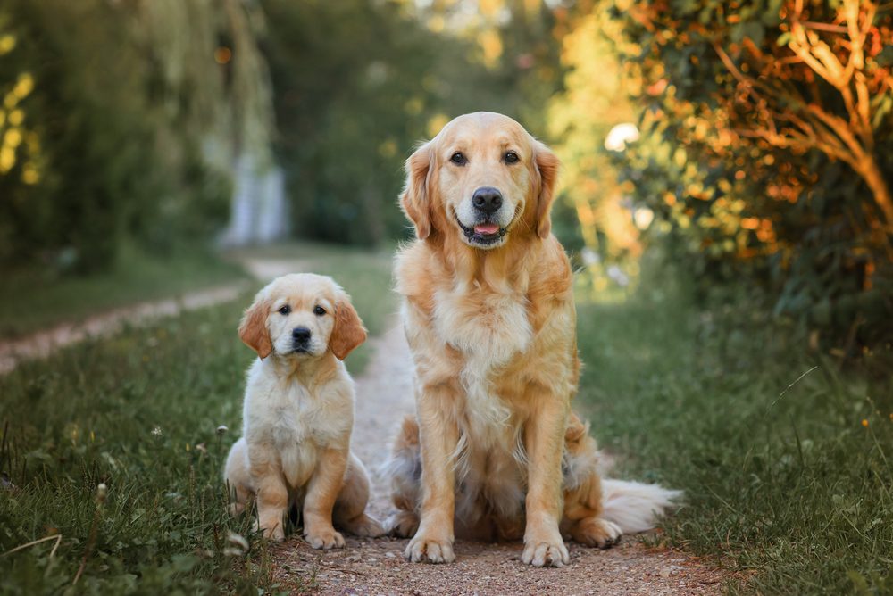 adult golden retriever with a puppy