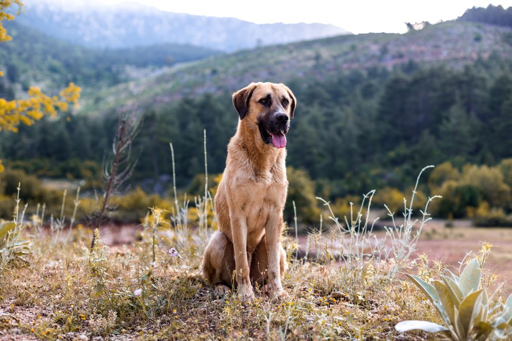 anatolian shepherd outside