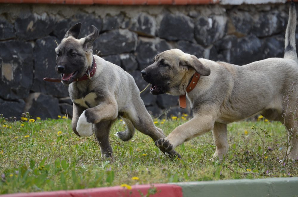 anatolian shepherd puppies running