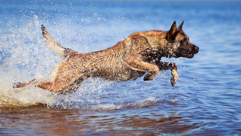 belgian malinois running in water
