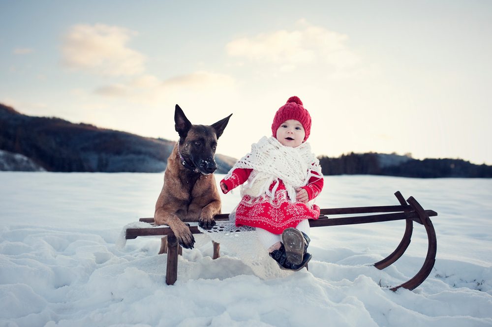 belgian malinois with a baby