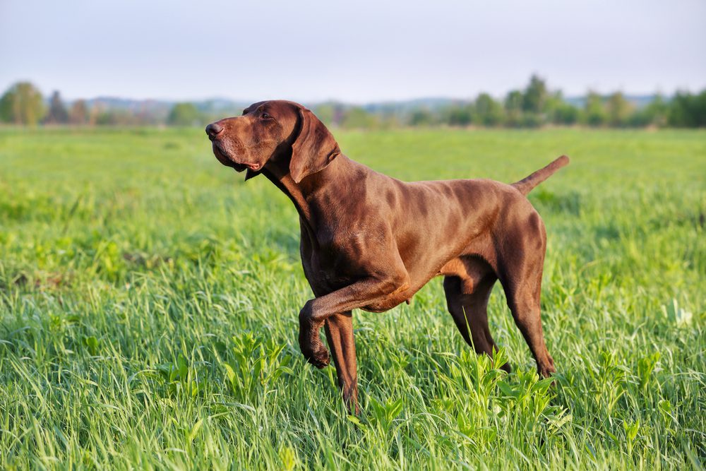 brown gsp pointing in a field