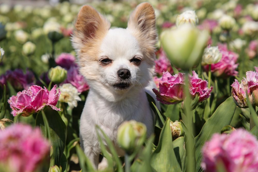 chihuahua dog sitting among flowers