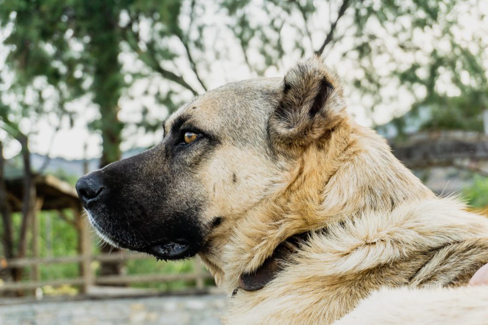 closeup of anatolian shepherd dog