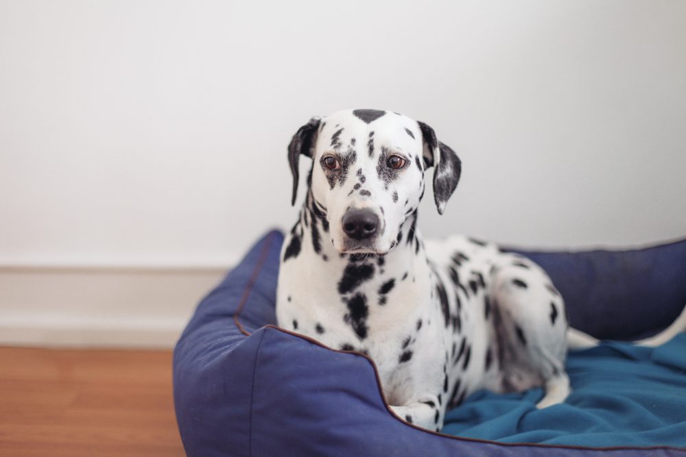dalmatian lying on a couch