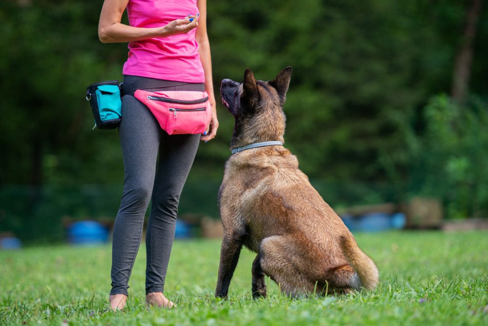 dog trainer with a belgian malinois