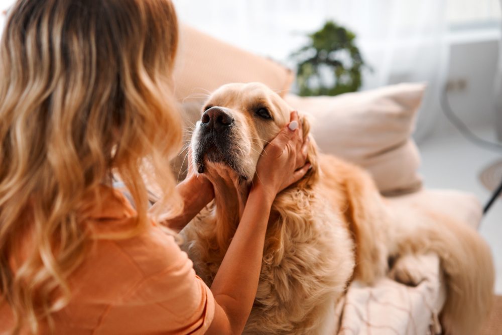 female petting golden retriever