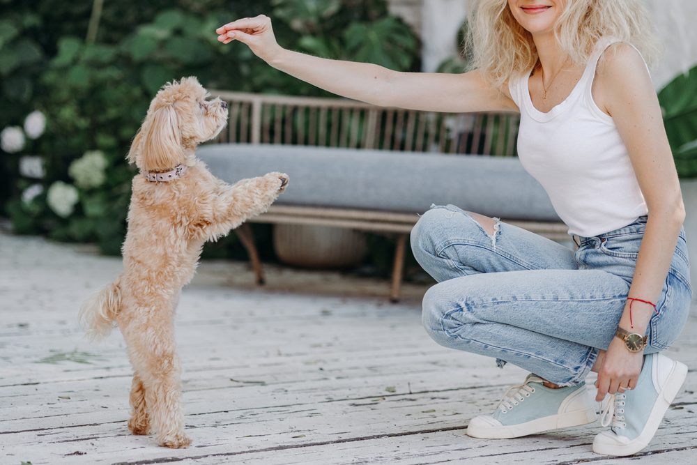 girl training a maltipoo