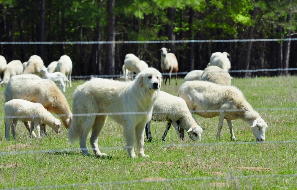 great pyrenees protecting flock of sheep