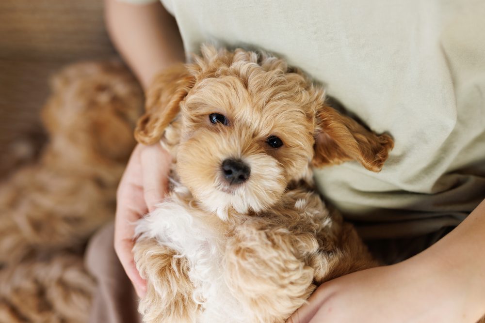 maltipoo being held