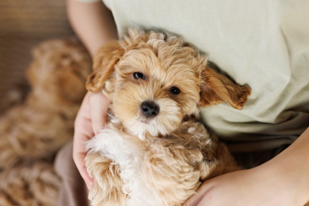 maltipoo on owner&#8217;s lap