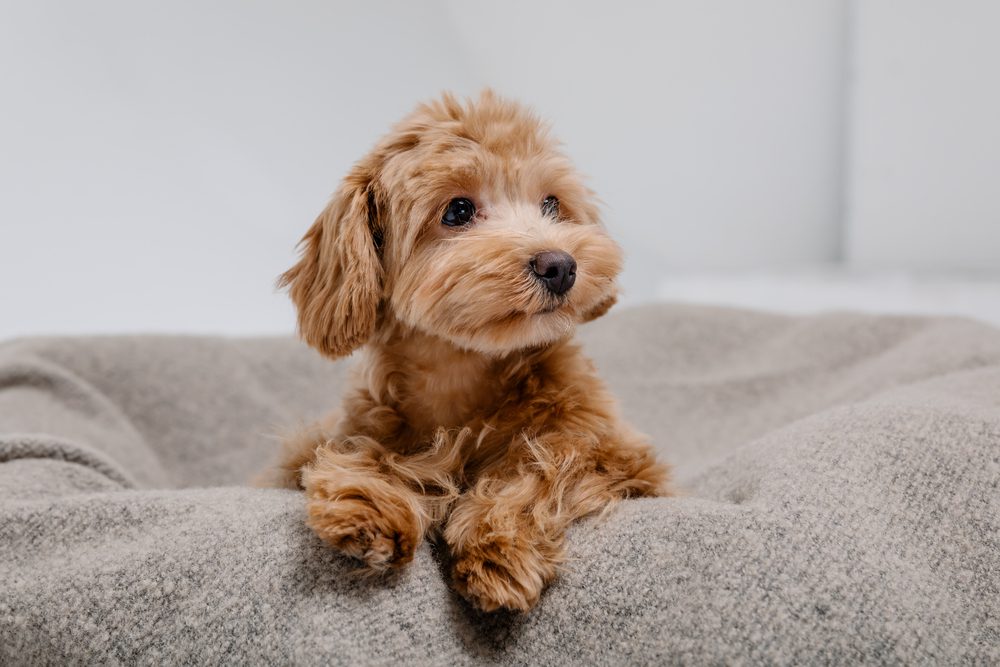 maltipoo sitting in the dog bed