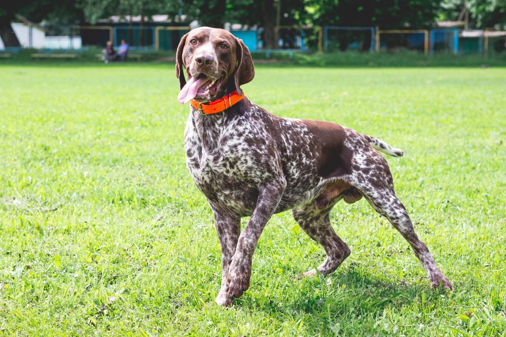 smiling gsp standing in grass