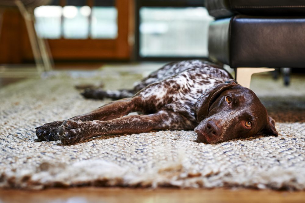 speckled gsp lying on a rug