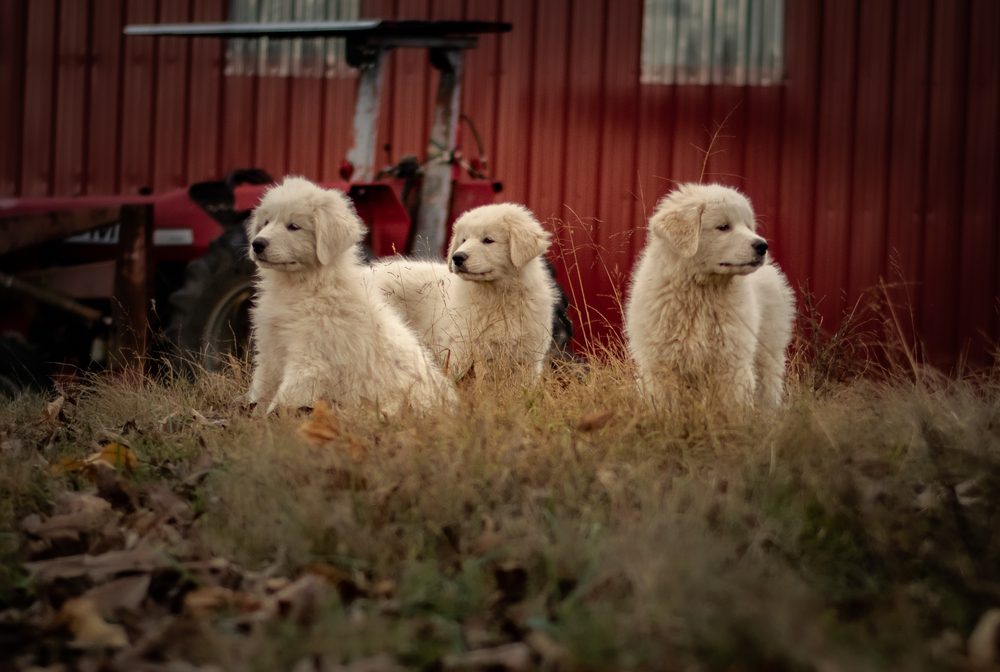 three pyrs at a farm