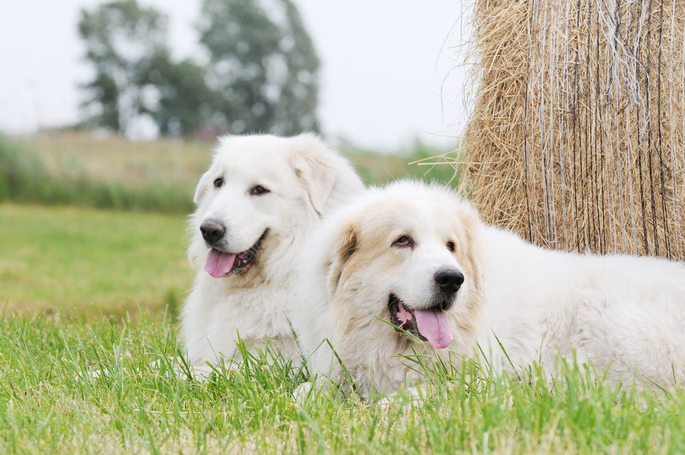 two great pyrenees lying on grass