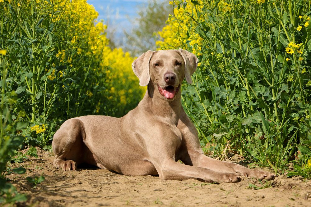 weimaraner lying by tall yellow flowers