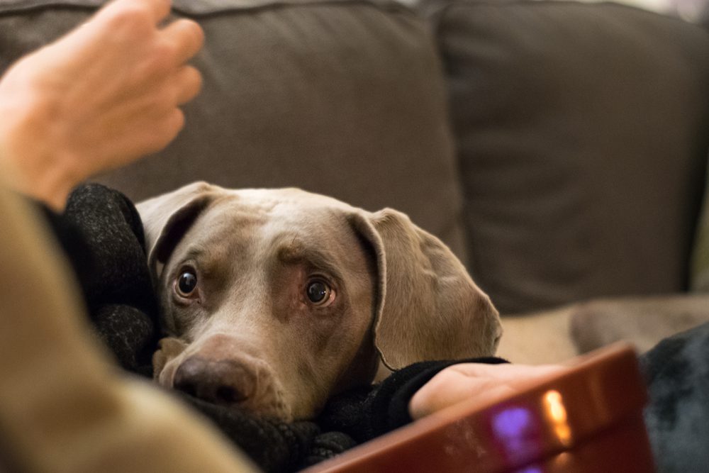 weimaraner rests head on arm