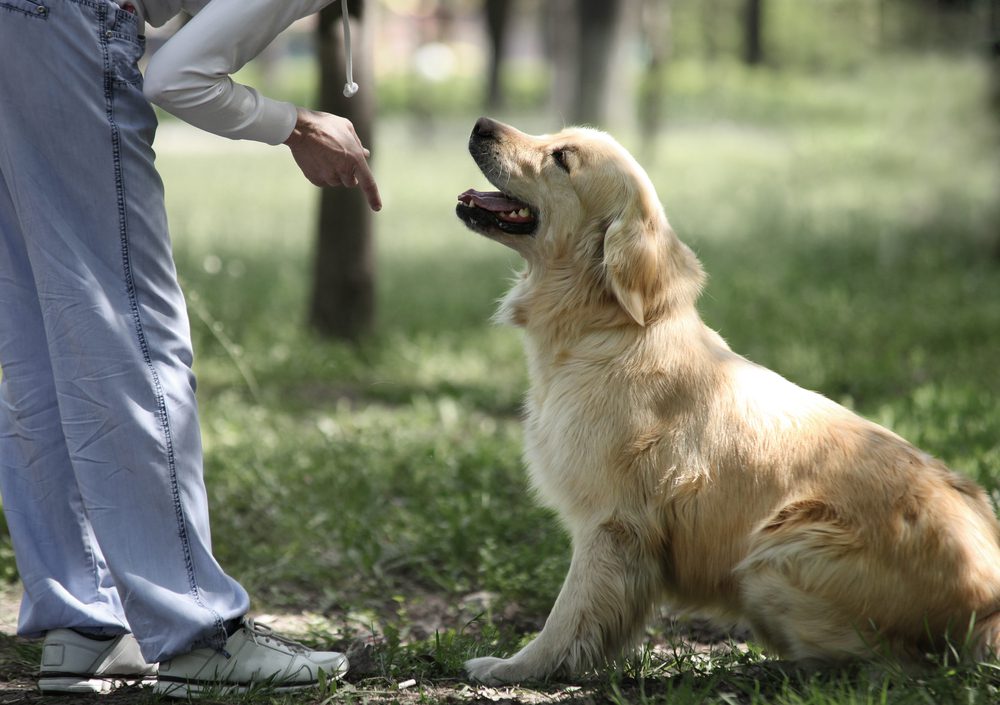 young golden retriever in training