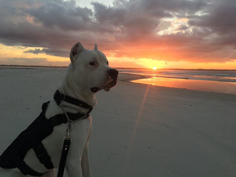 a dogo argentino at the beach