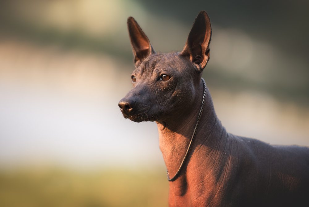 a xoloitzcuintli dog standing outside