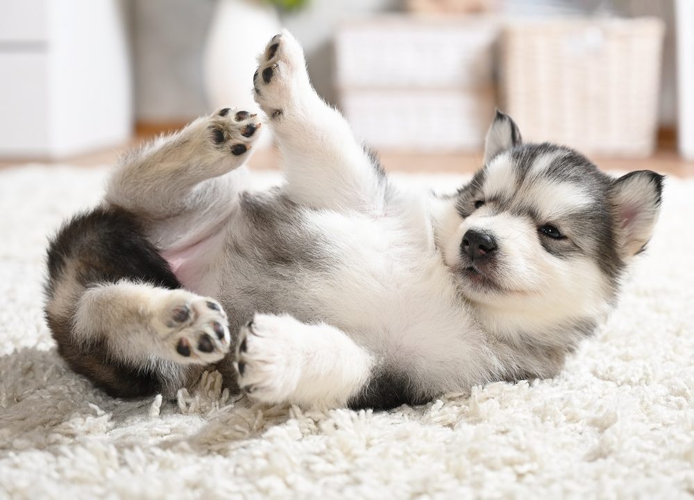 alaskan malamute puppy on the carpet