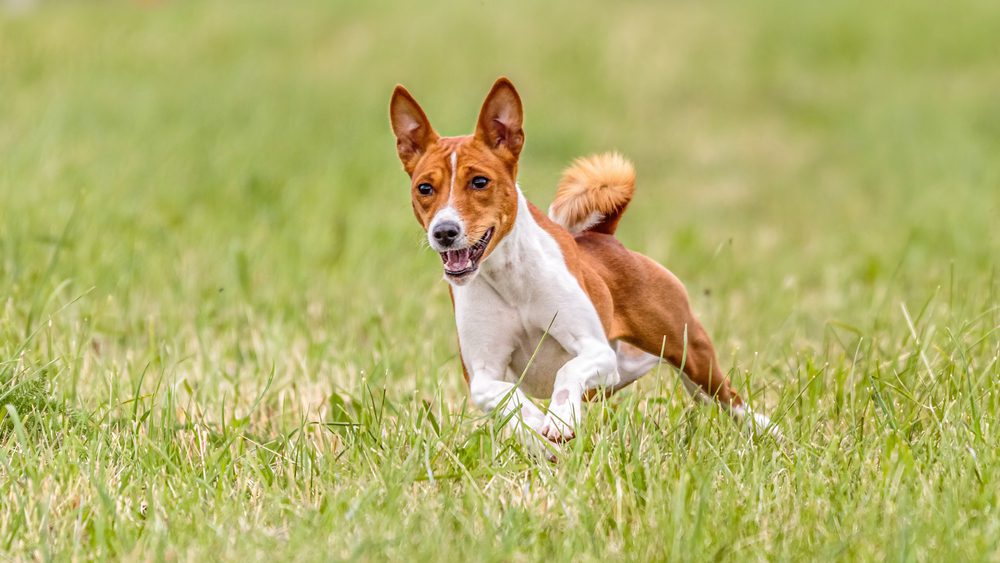 basenji running in field