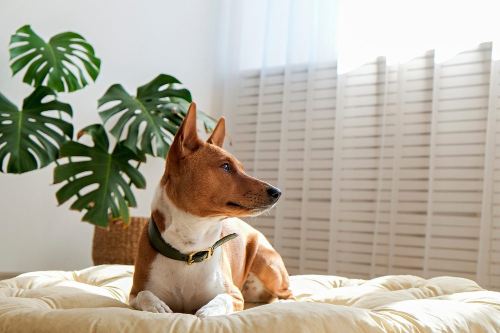 basenji sat on dog bed