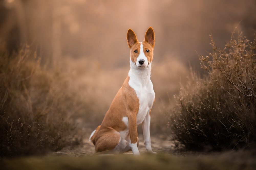 basenji sitting in nature